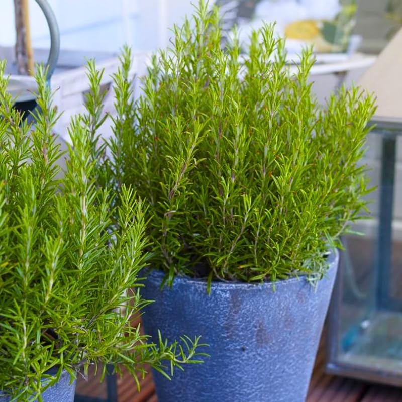 Set 2 Rosemary Plants Live 4-6'' Tall, Upright Rosemary Herb Plants, Container and Garden Planting