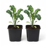 2 Pots Blue Kale Plants, 3-7 Inch Tall Plant in 4 Inch Pot, Well Rooted Kale Plants, Vegetable for Garden, Container Planting