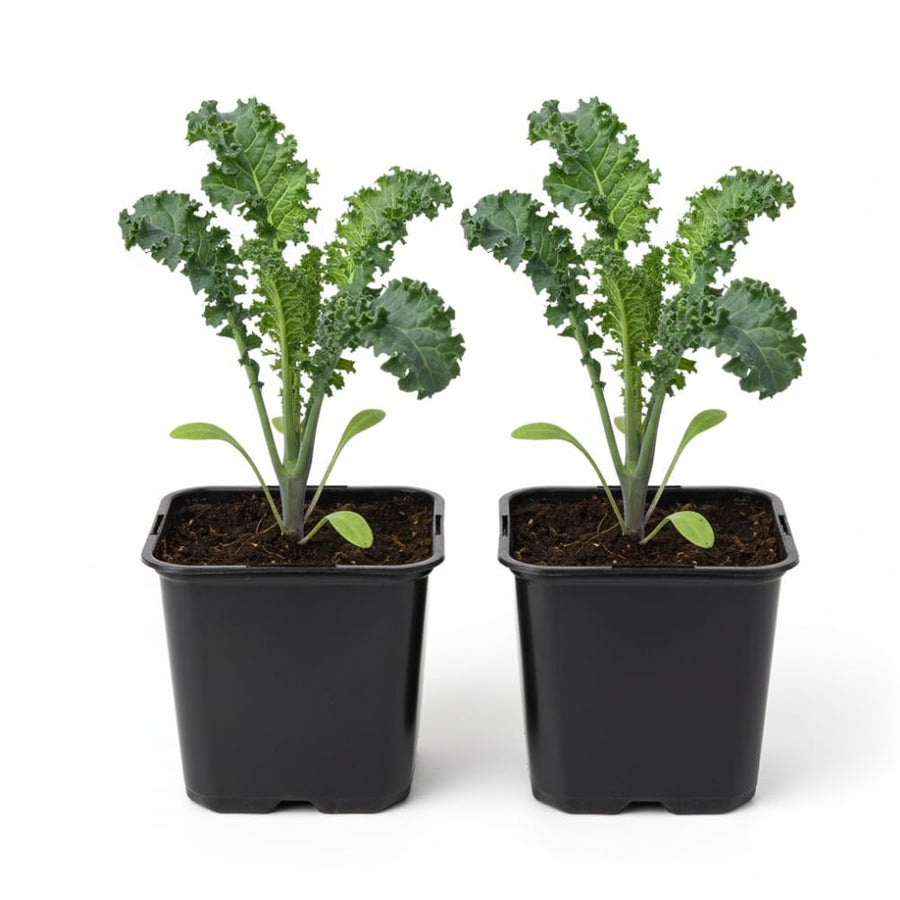 2 Pots Blue Kale Plants, 3-7 Inch Tall Plant in 4 Inch Pot, Well Rooted Kale Plants, Vegetable for Garden, Container Planting