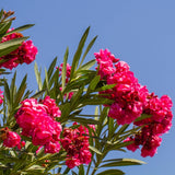 Oleander Plants Live, 2 Small Plants, Live Oleander Flower Plants, Tropical Plant Live Shrub Garden (Red)