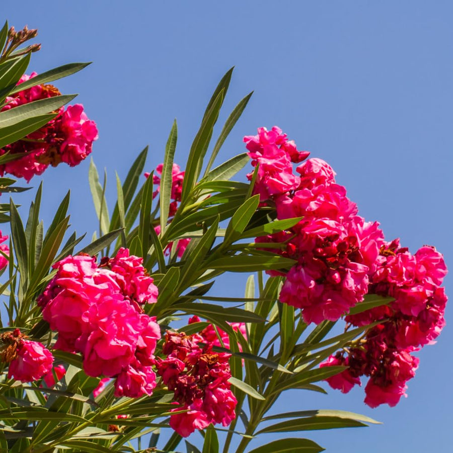 Oleander Plants Live, 2 Small Plants, Live Oleander Flower Plants, Tropical Plant Live Shrub Garden (Red)