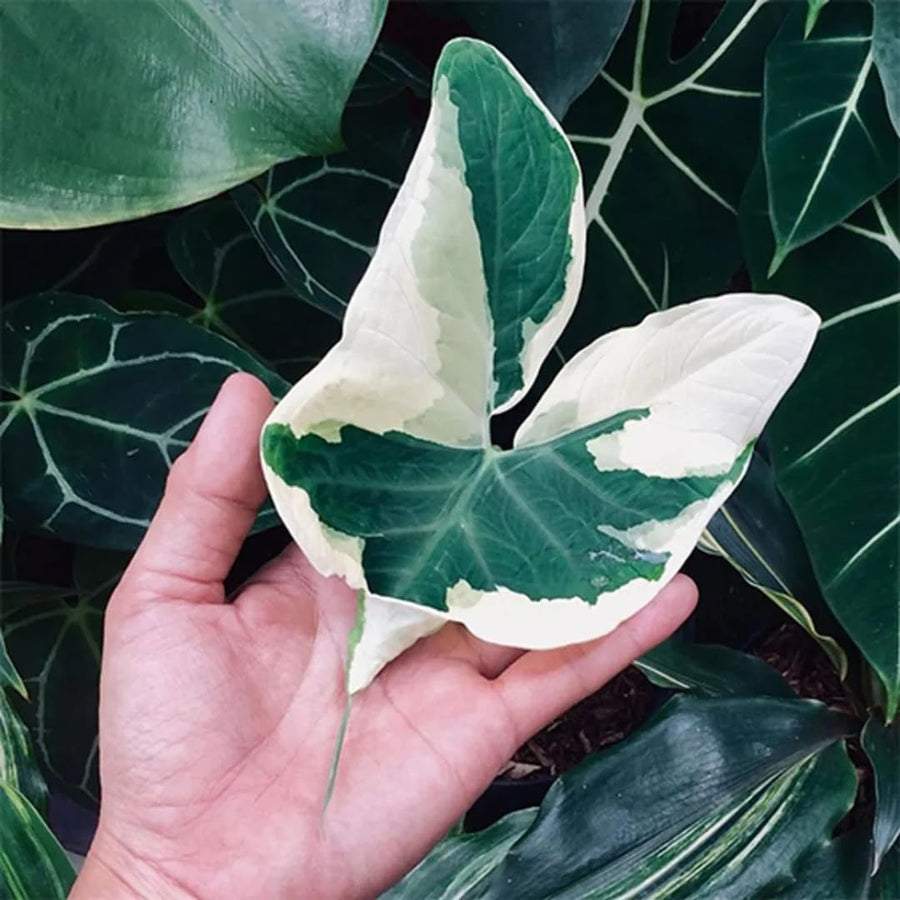 Elephant Ear Plants, Variegated Colocasia Plant, Colocasia Alocasia Esculenta Taro for Indoor Outdoor Gardens, Dormant in Winter