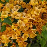 2 Yellow Bougainvillea Plants Live, Perennial Bougainvillea Flowers Vine, Outdoor Garden Planting 5-9 Inches