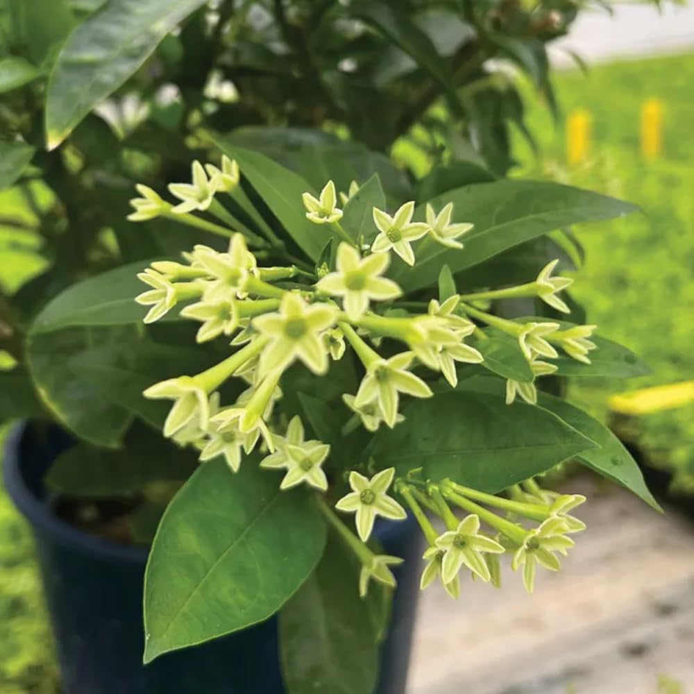 Night Blooming Jasmine Plant, Fragrant Jasmine Flower Vine 4-8 Inches Well Rooted for Container, Hanging Basket Growing