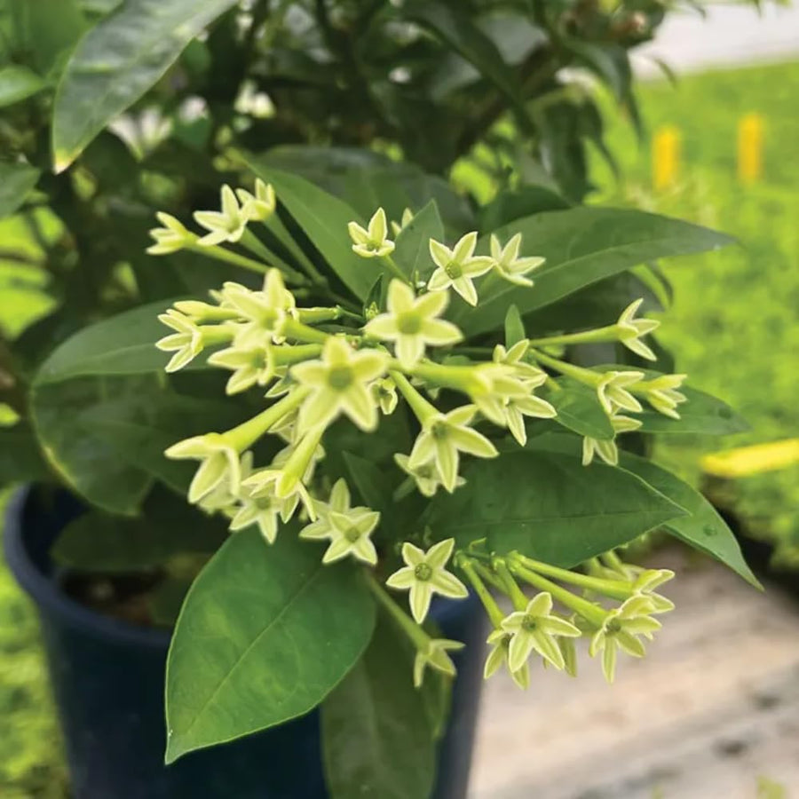 Night Blooming Jasmine Plant, Fragrant Jasmine Flower Vine 4-8 Inches Well Rooted for Container, Hanging Basket Growing