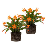 2 Christmas Cactus Plants Live, Holiday Blooming Indoor Plants Live Houseplants, Hanging Baskets Easy Care, Well-Rooted 5-8" Tall, No Pot, Bareroots, Single Stems (Purple Christmas Cactus)
