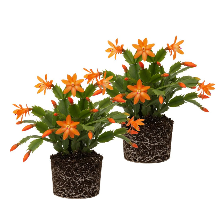 2 Christmas Cactus Plants Live, Holiday Blooming Indoor Plants Live Houseplants, Hanging Baskets Easy Care, Well-Rooted 5-8" Tall, No Pot, Bareroots, Single Stems (Purple Christmas Cactus)