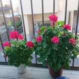 Pink Geranium Plants Live, 2 Plants, Geranium Flower Plants, Size Plant 4 Inches