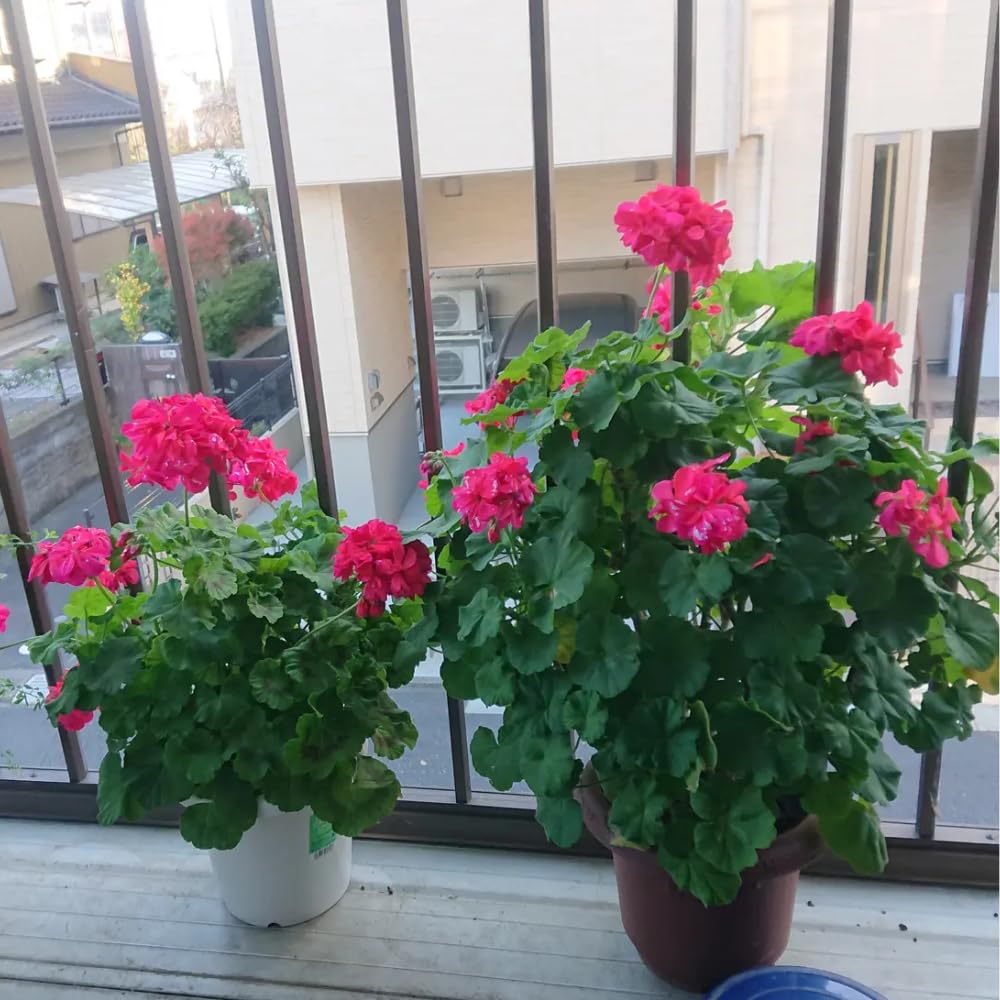 Pink Geranium Plants Live, 2 Plants, Geranium Flower Plants, Size Plant 4 Inches
