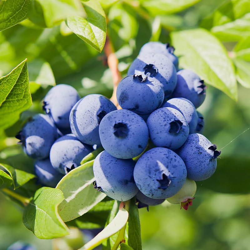 2 Blueberry Plant Live 1 Year Old, Sweet Blueberry Bush Live Plant, Blueberry Tree Live, Blueberries Shrub (Earliblue Blueberry Plants)