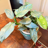 2 Silver Philodendron Live Plant 5-9" Tall, Rare Tropical Indoor Houseplant Home Garden