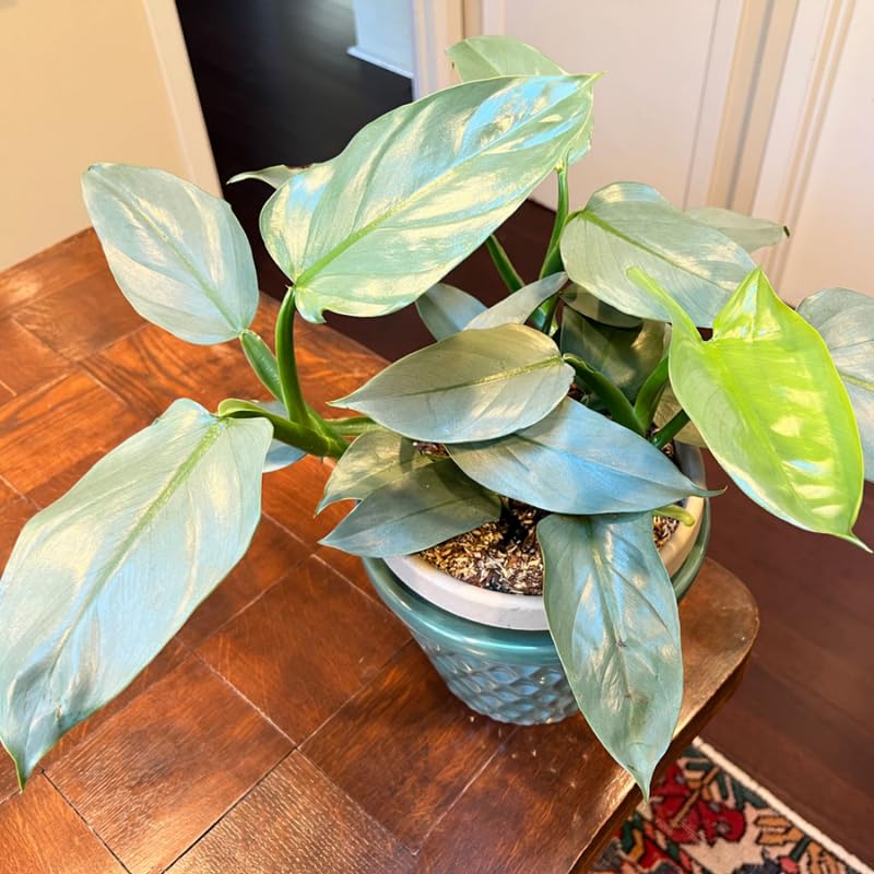2 Silver Philodendron Live Plant 5-9" Tall, Rare Tropical Indoor Houseplant Home Garden