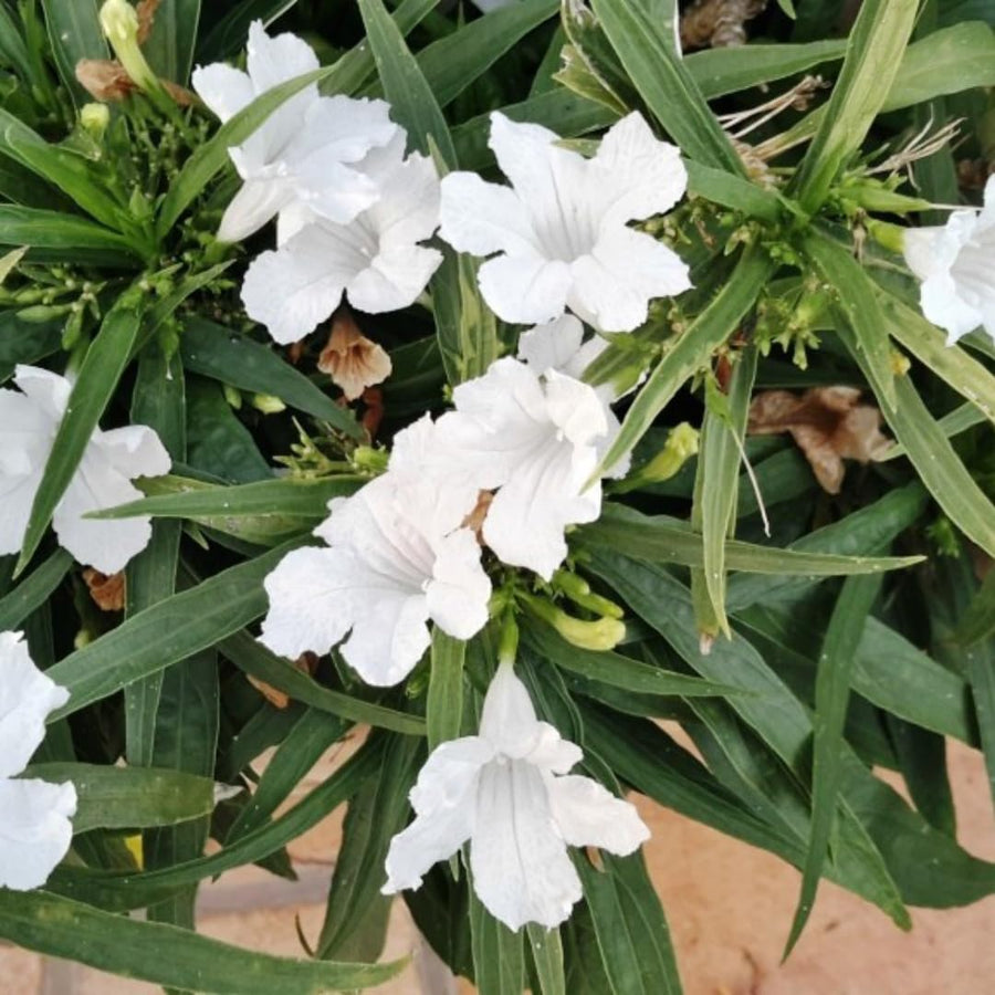 2 Mexican Petunias Live Plants - Petunia Plants Live, Live Petunia Plants Outdoor - Zone 8 to 11, Size 4 to 7 Inch Tall, White