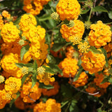 2 Lantana Plants Live, Perennial Live Flowering Lantana, Container Growing 4-9 Inch Tall