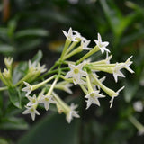 Jasmine Plant Live, White Fragrant Jasmine Flowering Vine, 4-7 Inches, Flowers for Home Garden, Balcony, Trellis (Night Blooming Jasmine)