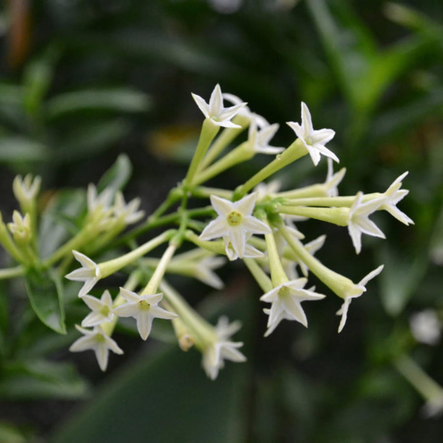 Jasmine Plant Live, White Fragrant Jasmine Flowering Vine, 4-7 Inches, Flowers for Home Garden, Balcony, Trellis (Night Blooming Jasmine)