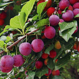 2 Plum Trees Live Plants for Planting Cold Hardy, 1'-2' Live Plum Tree, Fruit Tree for Outdoor Garden Planting