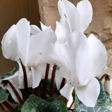 Live White Cyclamen Plant, Cyclamen Flower Live Plant, Hardy Indoor Flowering Houseplant 5-7 Inches Tall,Ready to Grow