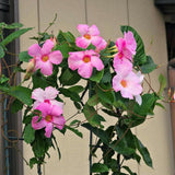 2 Light Pink Mandevilla Live Plants, Mandevilla Flowering Vines Trellis, 4-9 Inch Tall Plants for Hanging Baskets, Container and Garden Growing