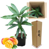 Sweet Mango Tree Live Plant in Pot, 12-16 Inches Mango Trees Seedlings Well Rooted, Fast-Growing