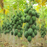 Papaya Tree Live Plant 5 to 10 Inc Tall in 4" Pot, Starter Plant Well-Rooted Fresh Fruit Plant Tropical Zones 9-11, No CA