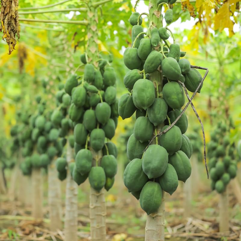 Papaya Tree Live Plant 5 to 10 Inc Tall in 4" Pot, Starter Plant Well-Rooted Fresh Fruit Plant Tropical Zones 9-11, No CA