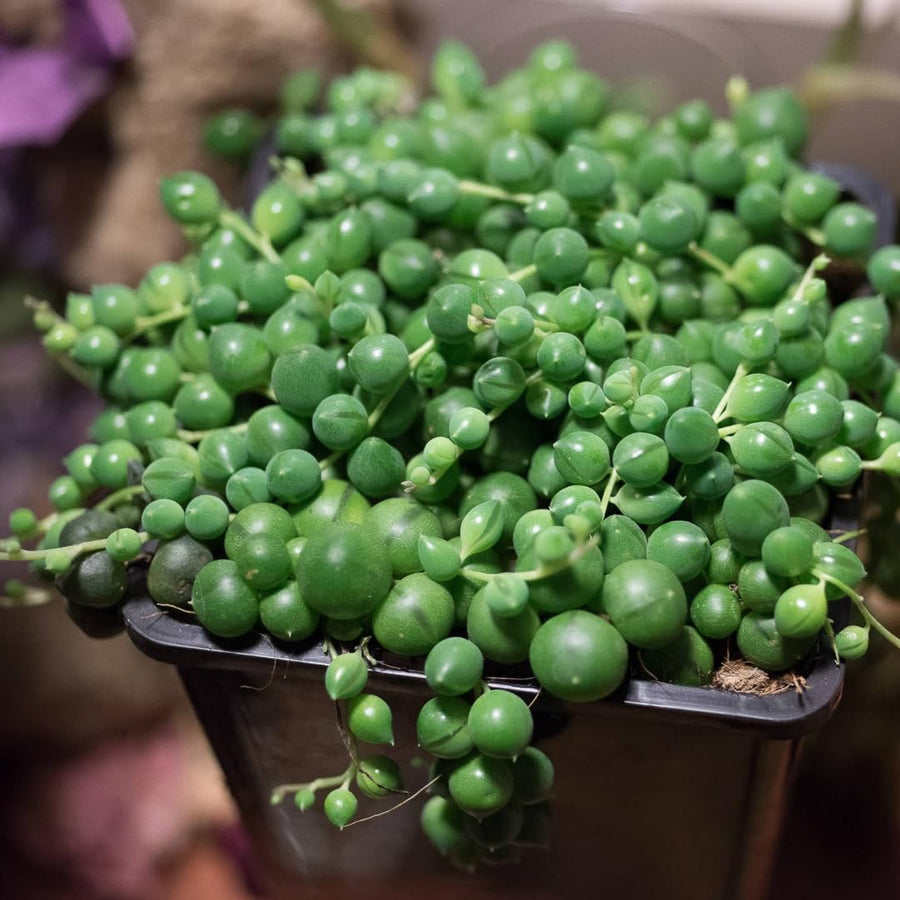 String Live Plants, Easy Indoor Trailing Succulent in 2.5" Pot, Hanging Succulent Houseplant Indoor Outdoor Planting (String of Pearls)