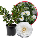 Camellia Plant Live for Outdoor Planting, Camellias Starter in 4'' Pot, Vibrant Ornamental Blooms, 8-12'' Tall (White Camellia)