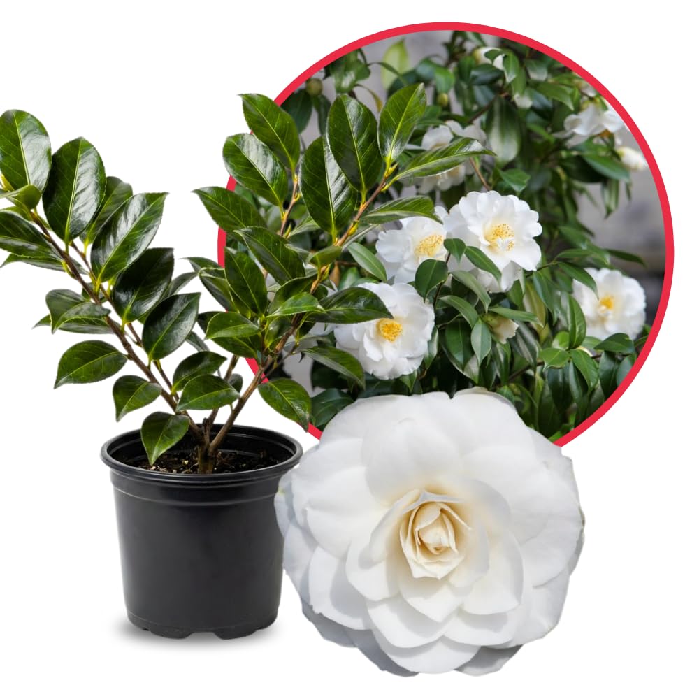 Camellia Plant Live for Outdoor Planting, Camellias Starter in 4'' Pot, Vibrant Ornamental Blooms, 8-12'' Tall (White Camellia)