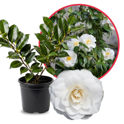 Camellia Plant Live for Outdoor Planting, Camellias Starter in 4'' Pot, Vibrant Ornamental Blooms, 8-12'' Tall (White Camellia)
