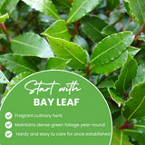 Bay Leaf Plant, Bay Leaf Tree Live Plant, 3-5 Inc Tall, Sweet Laurel Herb Plants for Container and Outdoor Garden