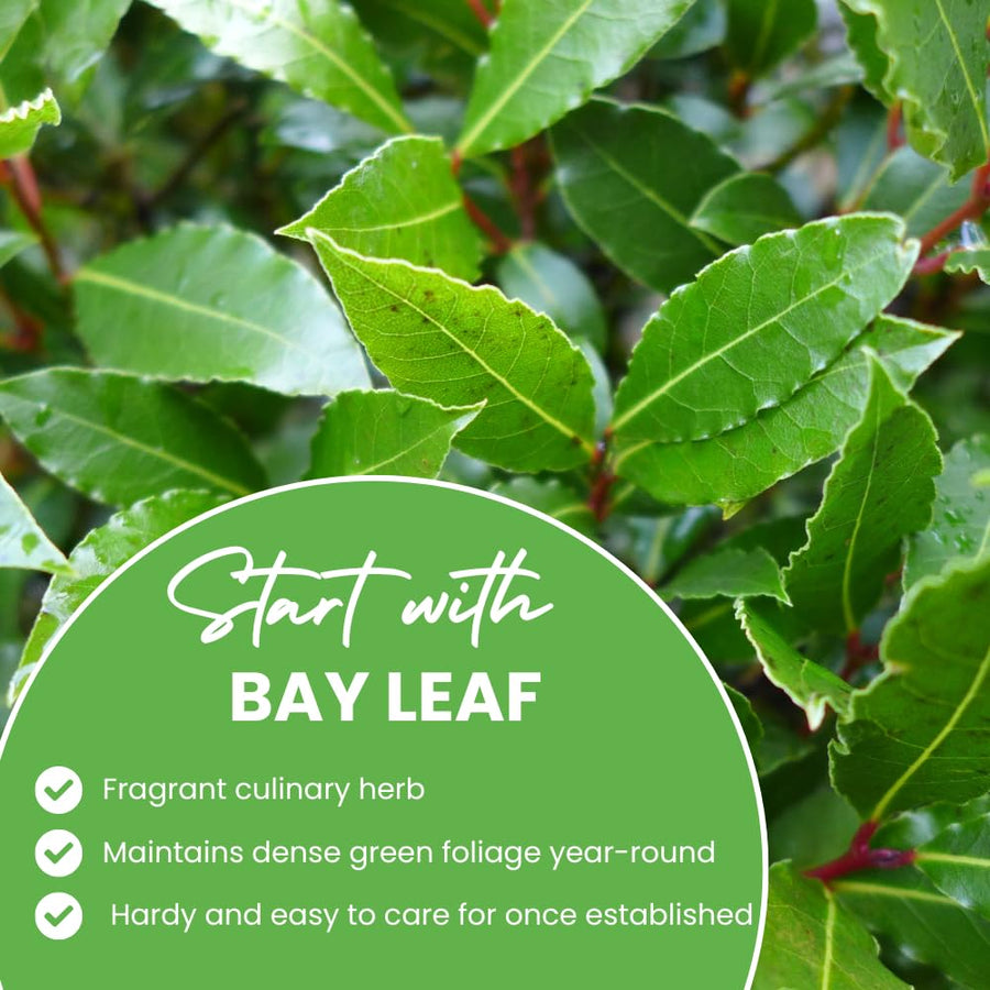 Bay Leaf Plant, Bay Leaf Tree Live Plant, 3-5 Inc Tall, Sweet Laurel Herb Plants for Container and Outdoor Garden