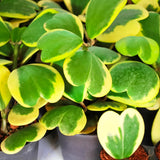 Variegated Hoya Kerrii Live Plant, 4 Inch Pot, Hoya Heart Plants Live Houseplants Indoor Outdoor, Multiple Leaves