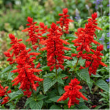 2 Salvia Plants, Red Salvia Live Plants, 4-6 Inches Tall, 4 Inches Pot, Long Blooming Red Flowers for Indoor Outdoor Growing