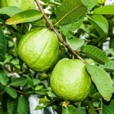White Guava Tree Live, 8-10" Tall Tropical Fruit Tree, Sweet Guava Plant for Outdoor or Indoor Planting