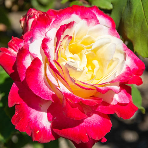 Rare Rose Bush Live Plant - Rose Plant Live to Grow - Bareroot 5-10 Inch Tall - Fragrant Rose Flowers Shrub - No Pot (Delight Rose)