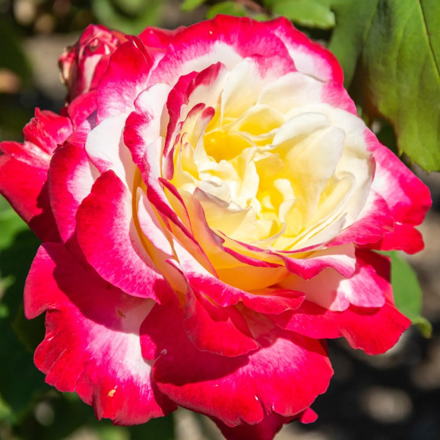 Rare Rose Bush Live Plant - Rose Plant Live to Grow - Bareroot 5-10 Inch Tall - Fragrant Rose Flowers Shrub - No Pot (Delight Rose)