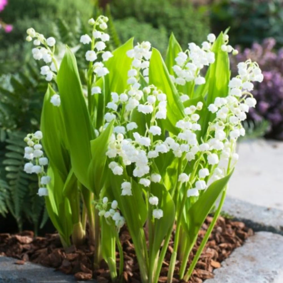 5 Lily of The Valley Roots, Lily of The Valley Rhizomes, Annual Lily Flower Plant, Planting Outdoor Indoor