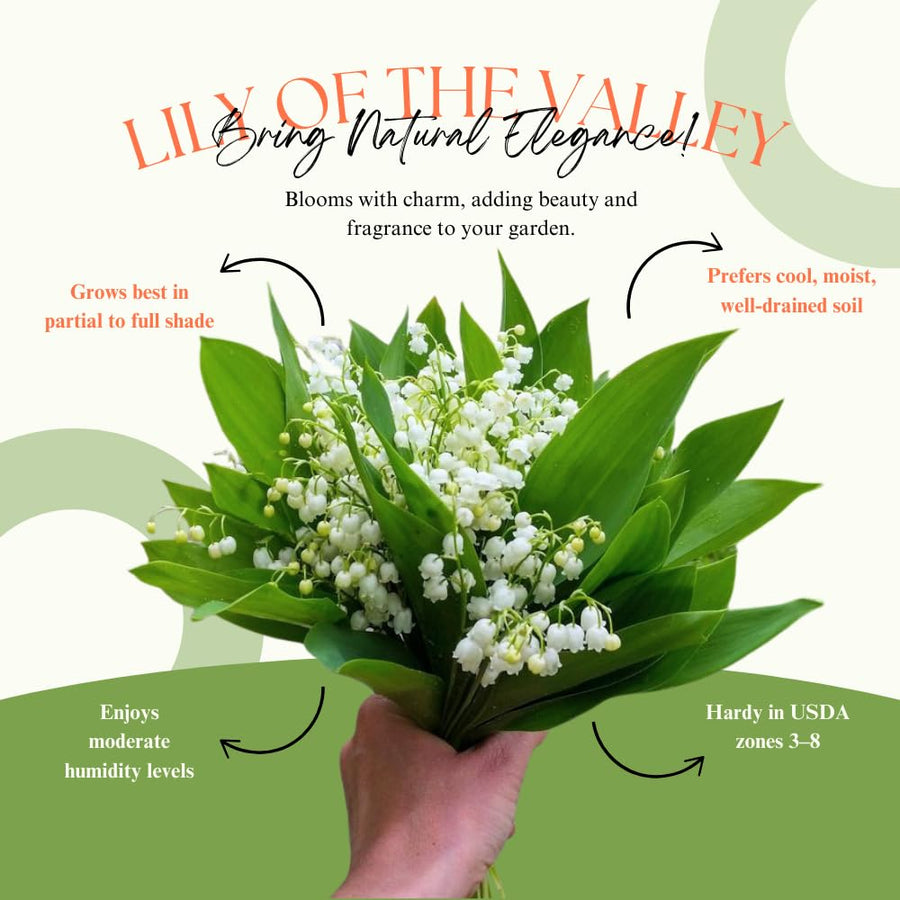 Set of 10 Lily of the Valley Bulbs for Planting, Sweet Fragrant Spring Blooms, Garden Beds, Containers, or Indoor Pots Growing