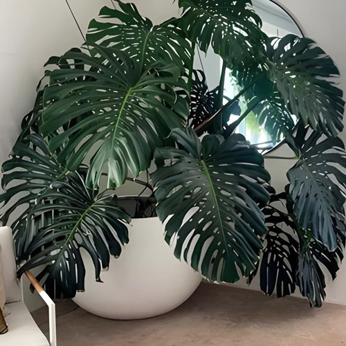 2 Swiss Cheese Plants Live, Monstera Live Plants, Swiss Cheese Philodendron House Plants for Planting, Rare Leaf Monstera 4 to 6 Leaves (Monstera Deliciosa)
