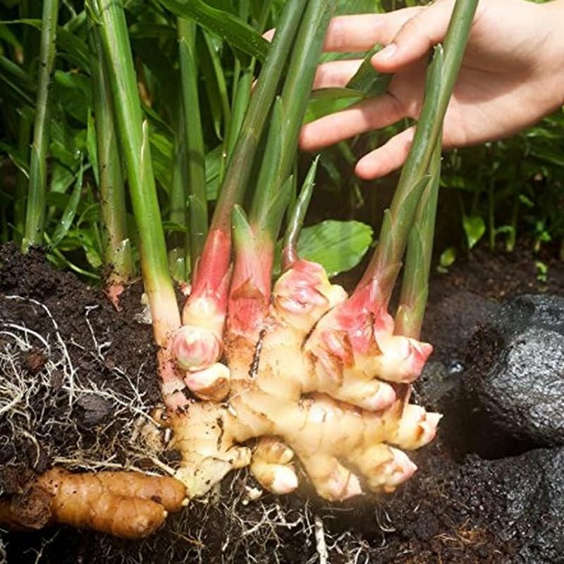 2 Zingiber Ginger Plants Live for Planting, Tropical Flowering Plant for Garden or Patio, Hardy Ginger Plant No Pot, 5-9" Height