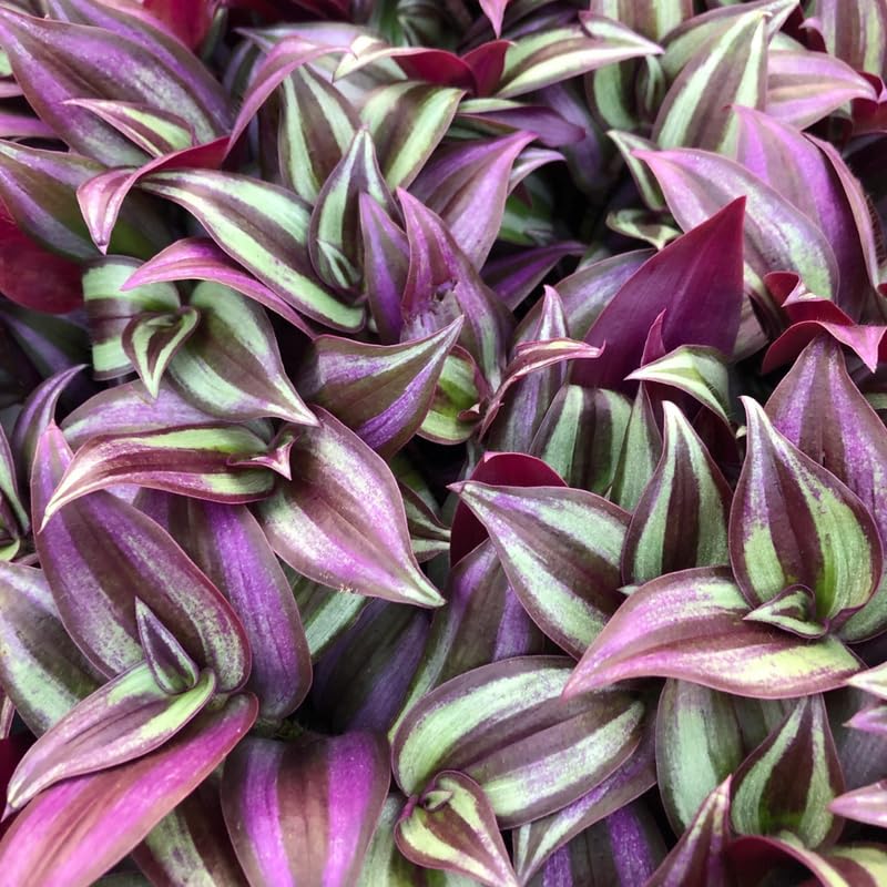 Wandering Jew Live Plant, Purple Tradescantia Zebrina Succulent Plant Live for Growing Hanging Basket Plant, 4 Inc Pot