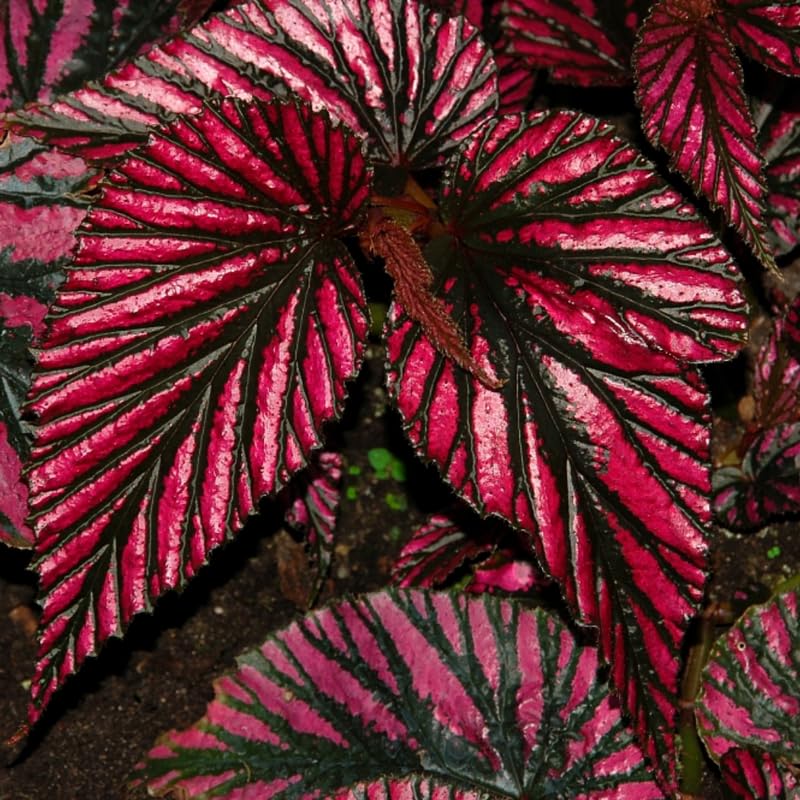 Set 3 Begonias Live Plants, Red Begonia, No Pot, Starter 4 to 8 Inc Tall, Indoor Outdoor Houseplant