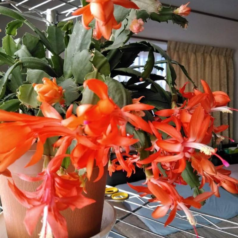2 Christmas Cactus Plants Live, Holiday Blooming Indoor Plants Live Houseplants, Hanging Baskets Easy Care, Well-Rooted 5-8" Tall, No Pot, Bareroots, Single Stems (Purple Christmas Cactus)