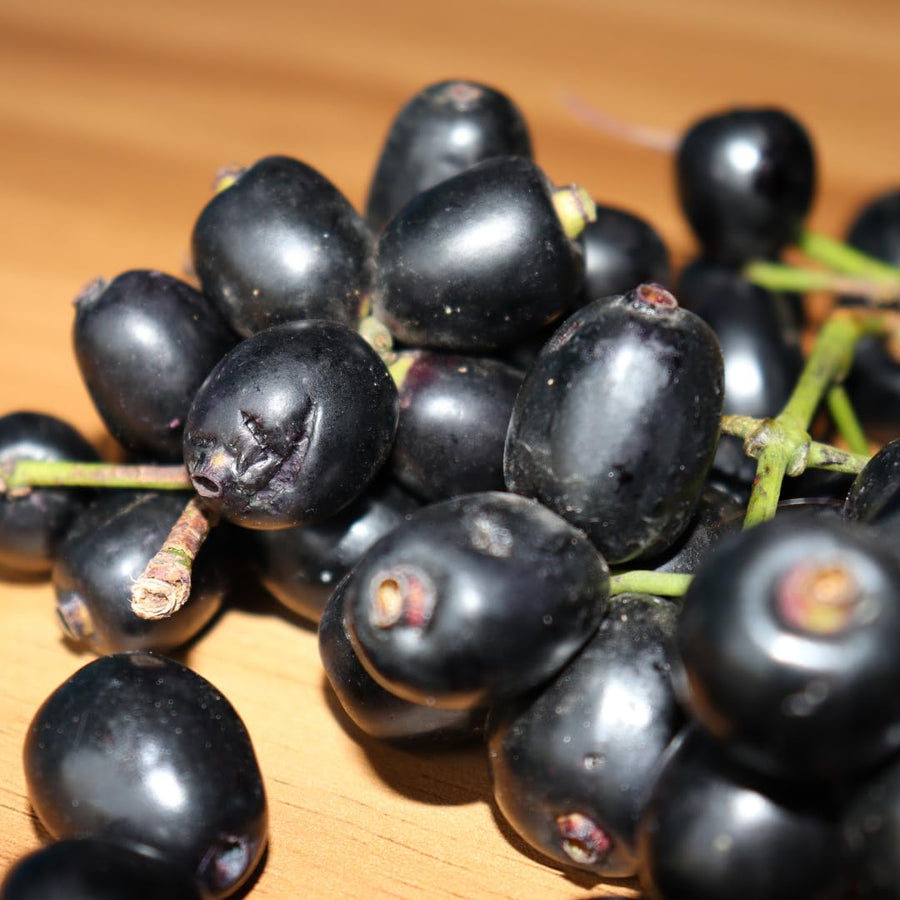 Live Black Java Plum Tree Plant, 4 to 6 Inches Tall in 4 Inch Pot, Tropical Fruit Tree Ready to Grow