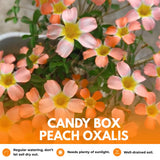 Oxalis Plant Live, Shamrock Spring Flower, 4 Inc Pot, Ornamental Oxalis Plant Live for Indoor Outdoor Garden, 4-8'' Tall (Peach)