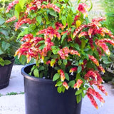 Shrimp Plant Live, 4-9" Tall, Tropical Houseplant Well-Rooted