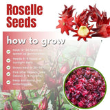 Pack 50 Roselle Seeds, Hibiscus Sabdariffa Seeds for Planting, Roselle Hibiscus Seed for Herbal Garden