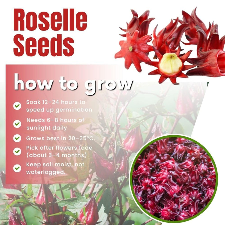 Pack 50 Roselle Seeds, Hibiscus Sabdariffa Seeds for Planting, Roselle Hibiscus Seed for Herbal Garden