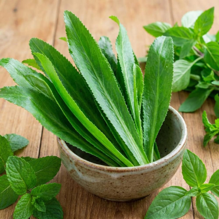 Culantro Plant Live, Culantro Plant for Planting, 4 Inc Tall, Fragrant Culinary Herbs for Container, Indoor Outdoor Garden